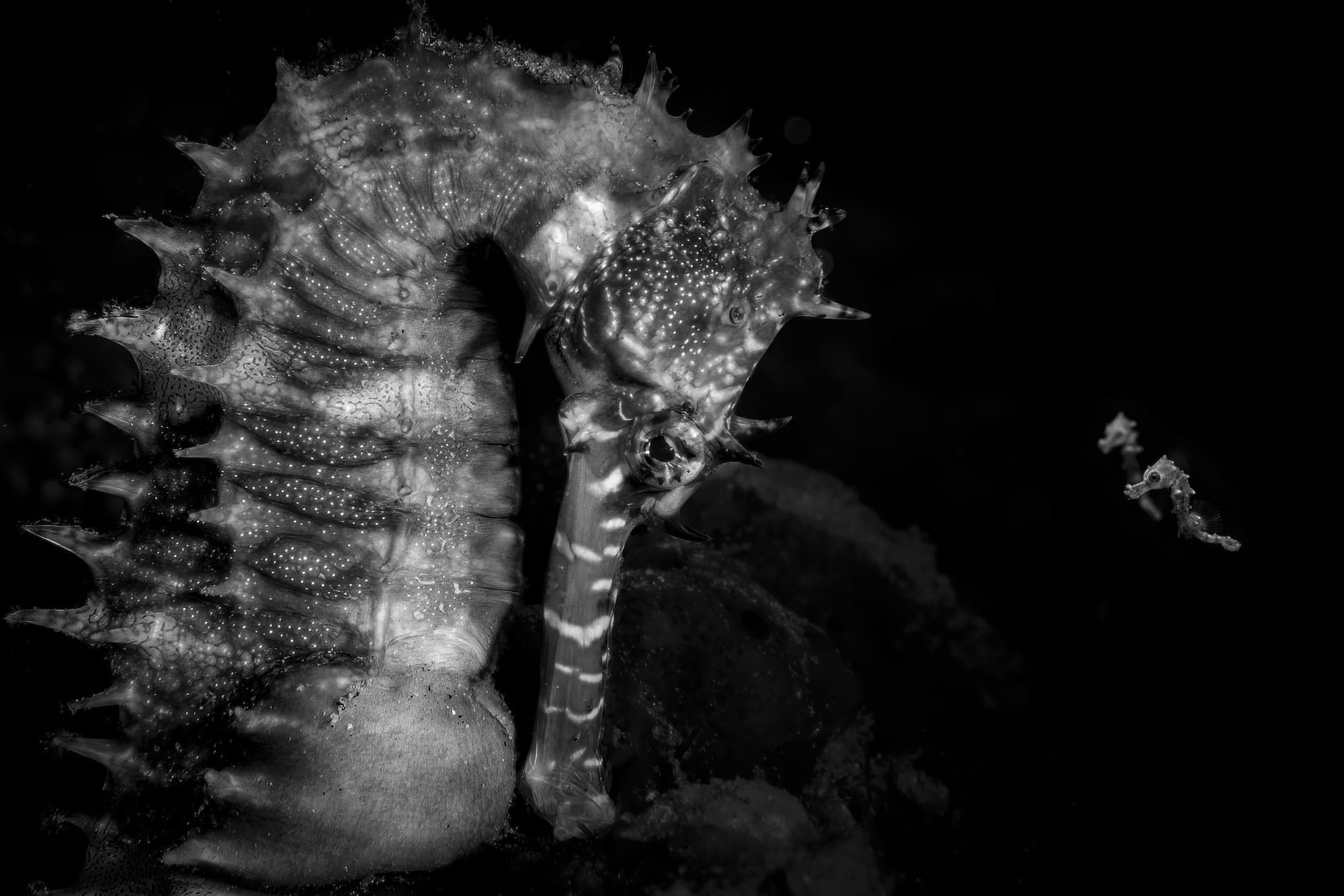 Diminutive Seahorses Top the 2026 Ocean Photographer of the Year Contest